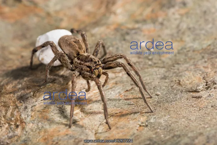 : Portrait of adult female of false tarantula (Hogna : Portrait of adult female of false tarantula (Hogna