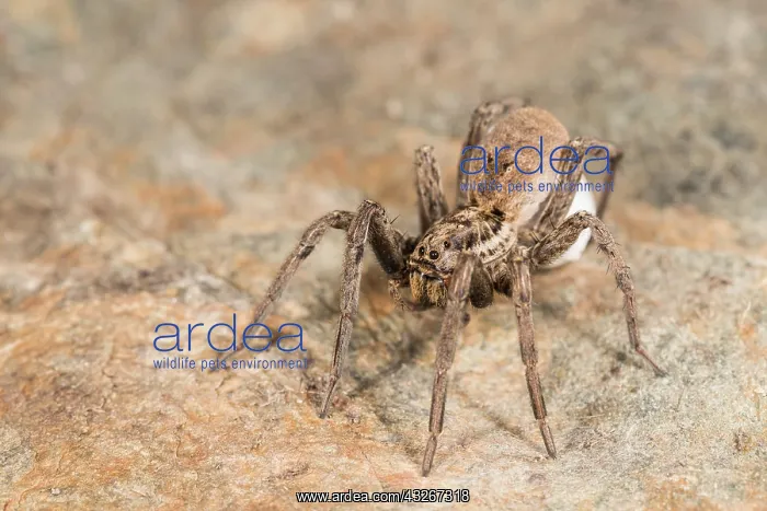 : Portrait of adult female of false tarantula (Hogna : Portrait of adult female of false tarantula (Hogna