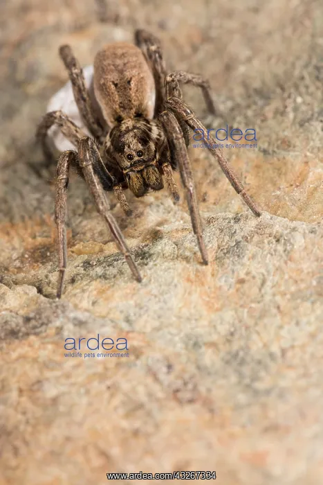 : Portrait of adult female of false tarantula (Hogna : Portrait of adult female of false tarantula (Hogna