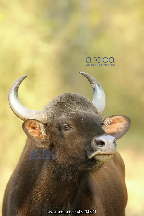 : Gaur. Portrait of an adult Gaur (Bos Gaurus) looking up : Gaur. Portrait of an adult Gaur (Bos Gaurus) looking up