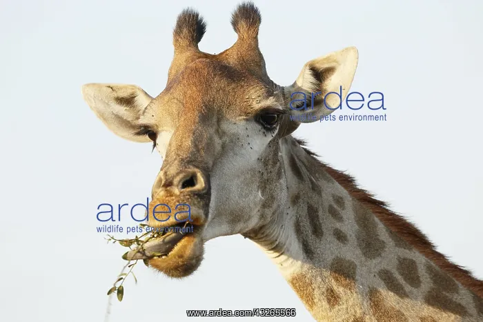: Portrait of an adult Giraffe (Giraffa camelopar : Portrait of an adult Giraffe (Giraffa camelopar