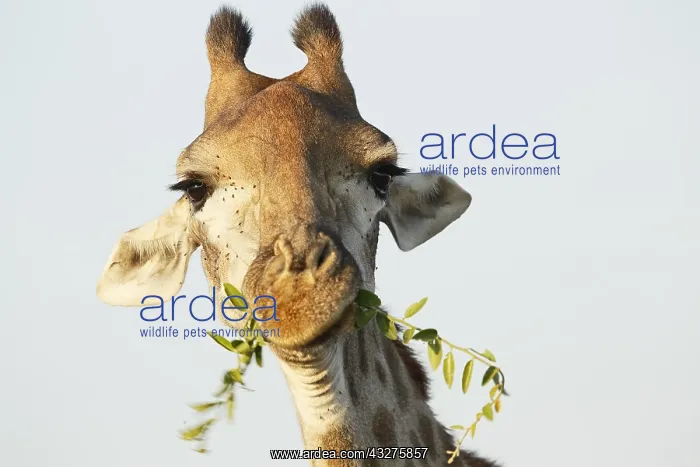 : Portrait of an adult Giraffe (Giraffa camelopar : Portrait of an adult Giraffe (Giraffa camelopar