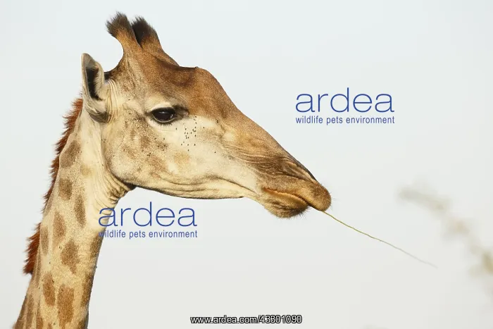 : Portrait of an adult Giraffe (Giraffa camelopar : Portrait of an adult Giraffe (Giraffa camelopar