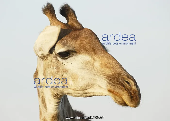 : Portrait of an adult Giraffe (Giraffa camelopar : Portrait of an adult Giraffe (Giraffa camelopar