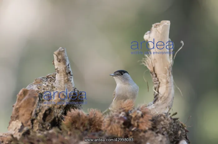: Portrait of an adult male of Eurasian blackcap (Sylvia : Portrait of an adult male of Eurasian blackcap (Sylvia