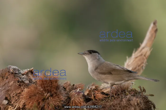: Portrait of an adult male of Eurasian blackcap (Sylvia : Portrait of an adult male of Eurasian blackcap (Sylvia