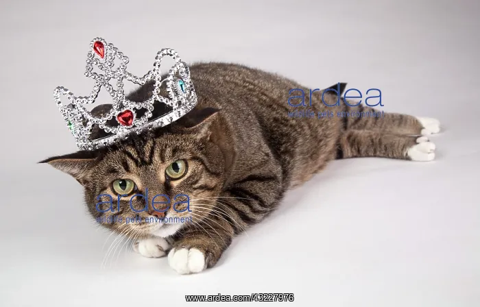 : Portrait Of Adult Tabby Cat With Tiara On : Portrait Of Adult Tabby Cat With Tiara On