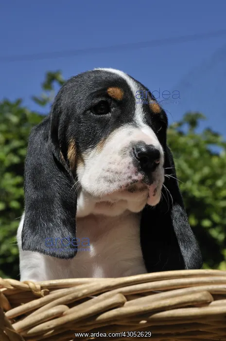 : Portrait of af Puppy dog Ariegeois : Portrait of af Puppy dog Ariegeois