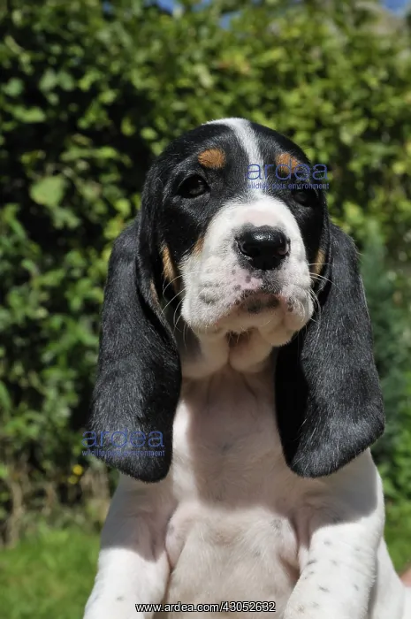 : Portrait of af Puppy dog Ariegeois : Portrait of af Puppy dog Ariegeois