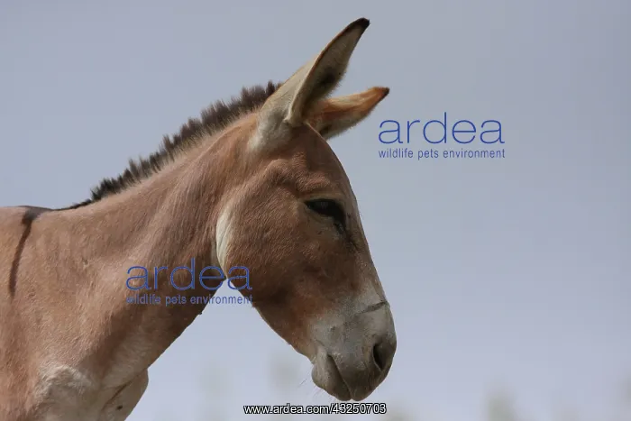: Portrait of African Donkey - Northern Senegal : Portrait of African Donkey - Northern Senegal