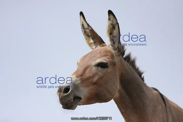 : Portrait of African Donkey - Northern Senegal : Portrait of African Donkey - Northern Senegal