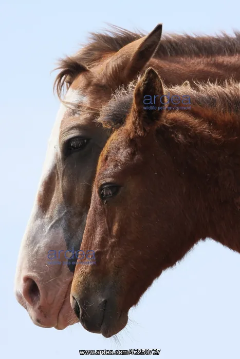 : Portrait of African Horses - Northern Senegal : Portrait of African Horses - Northern Senegal