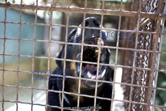  : Portrait of an aggressive mongrel dog of the SPCA in France