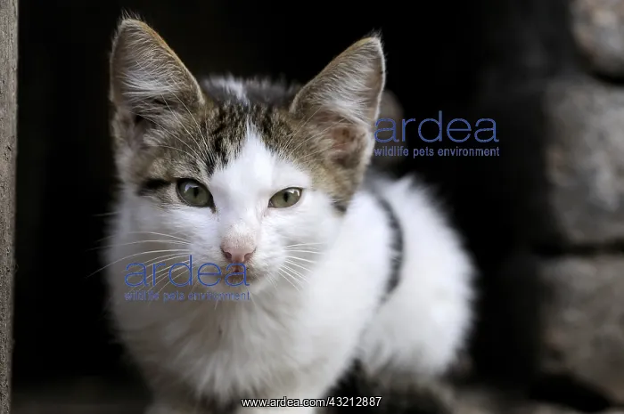 : Portrait of an Alley Kietten on a farm in Serbia : Portrait of an Alley Kietten on a farm in Serbia