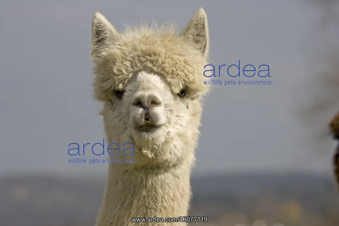 : Portrait of an Alpaca Cotswolds UK : Portrait of an Alpaca Cotswolds UK
