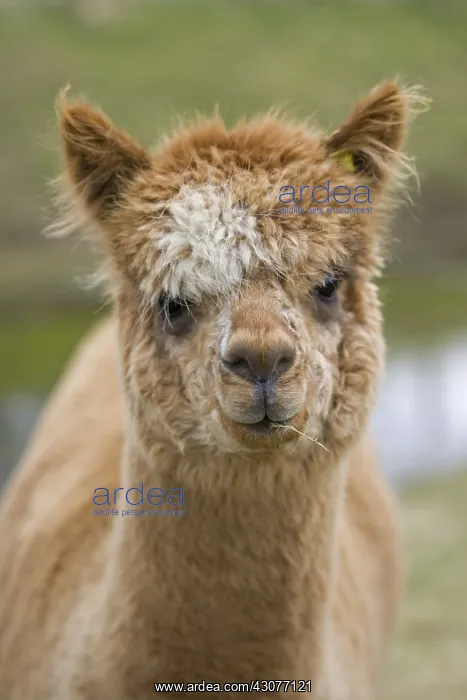 : Portrait of an Alpaca Cotswolds UK