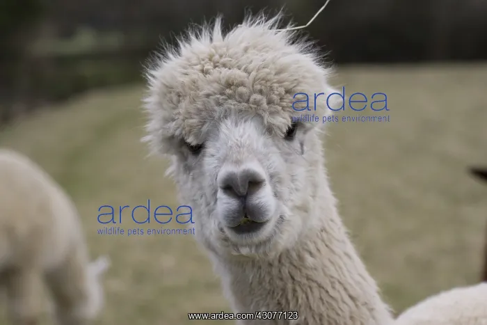 : Portrait of an Alpaca Cotswolds UK : Portrait of an Alpaca Cotswolds UK