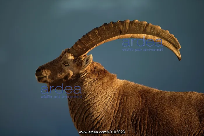 : Portrait of Alpine Ibex (Capra ibex) male in rut : Portrait of Alpine Ibex (Capra ibex) male in rut