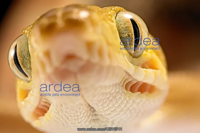 : Portrait of Amazon tree boa (Corallus hortulanus) : Portrait of Amazon tree boa (Corallus hortulanus)