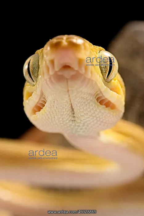 : Portrait of Amazon tree boa (Corallus hortulanus) : Portrait of Amazon tree boa (Corallus hortulanus)