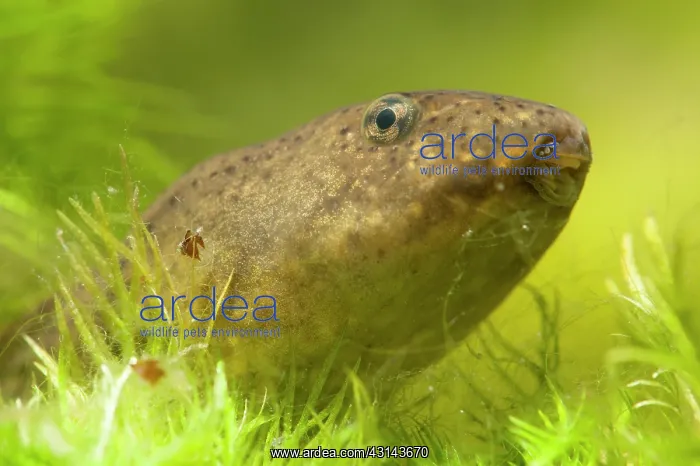 : Portrait of an American Bullfrog : Portrait of an American Bullfrog