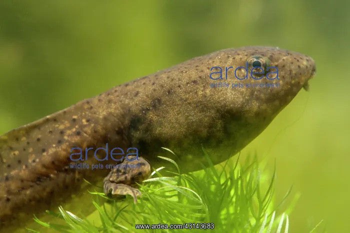 : Portrait of an American Bullfrog : Portrait of an American Bullfrog