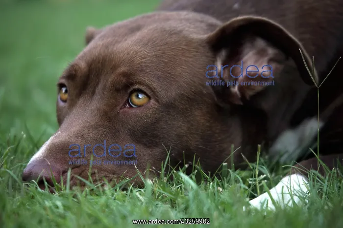 : Portrait of American Staffordshire Terrier in the grass : Portrait of American Staffordshire Terrier in the grass