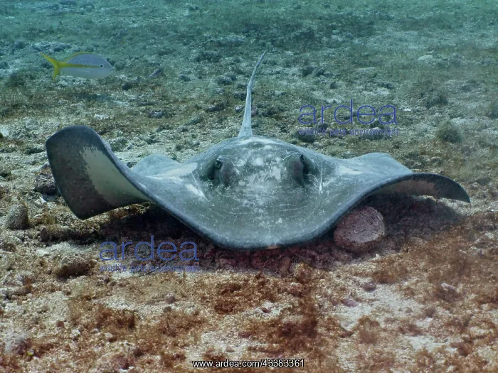 : Portrait of American stingray (Hypanus americanus) : Portrait of American stingray (Hypanus americanus)