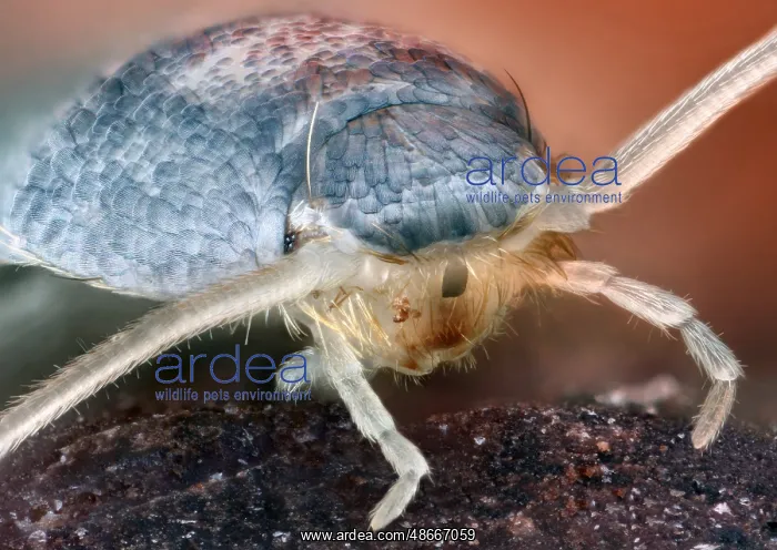 : Portrait of ans (Lepisma saccharina) on a stone : Portrait of ans (Lepisma saccharina) on a stone