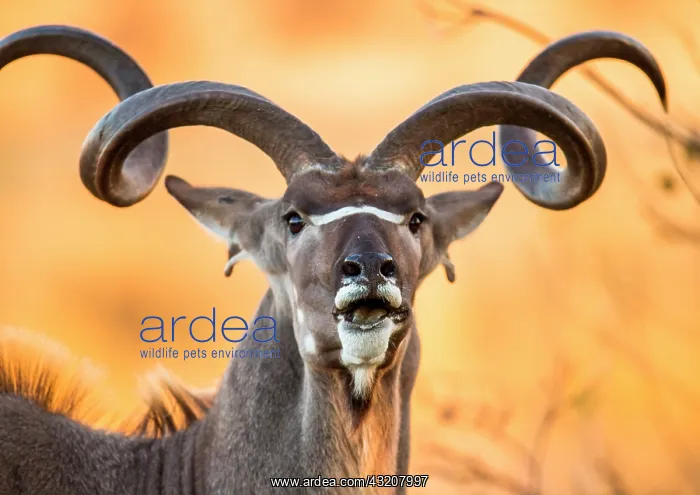 : Portrait of antelope lowland nyala (Tragelaphus : Portrait of antelope lowland nyala (Tragelaphus