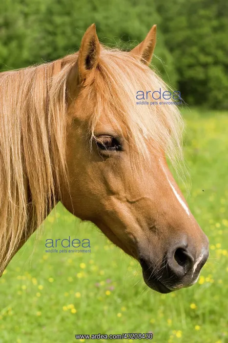 : Portrait of an Arab-Haflinger Mare, Volcano Couvinian : Portrait of an Arab-Haflinger Mare, Volcano Couvinian