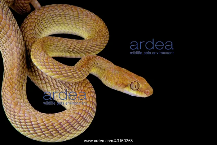 : Portrait of Arabian cat snake (Telescopus dhara) : Portrait of Arabian cat snake (Telescopus dhara)