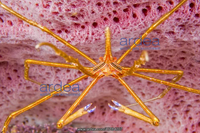 : Portrait of Arrow Crab (Stenorhynchus seticornis) : Portrait of Arrow Crab (Stenorhynchus seticornis)
