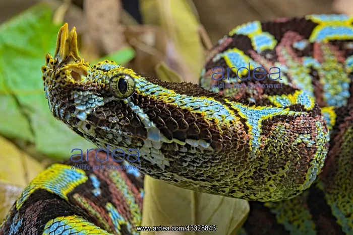 : Portrait of Arrowhead viper (Bitis nasicornis) on : Portrait of Arrowhead viper (Bitis nasicornis) on