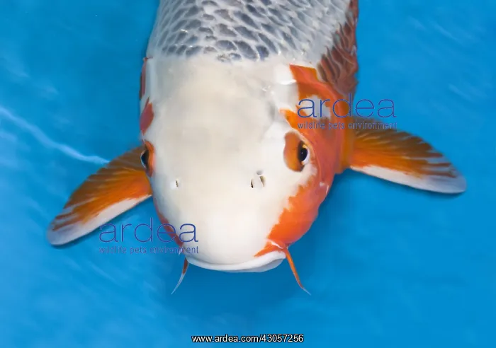 : Portrait of Asagi koi carp in an turquoise water : Portrait of Asagi koi carp in an turquoise water