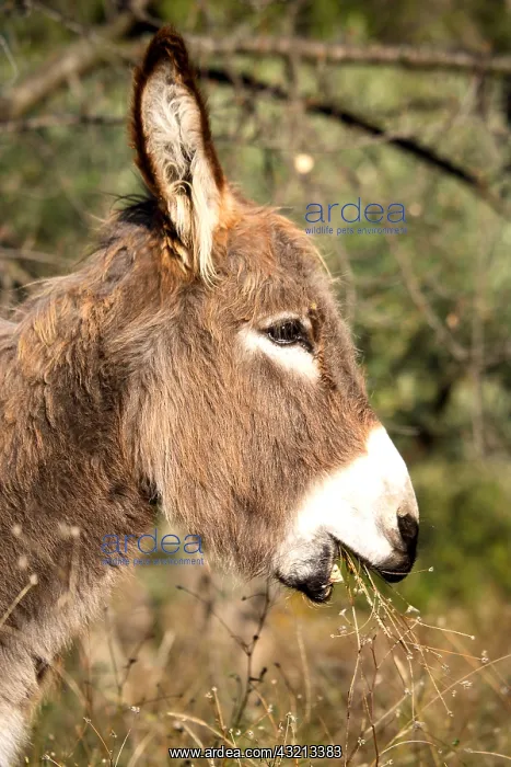 : Portrait of Ass eating grass Provence France : Portrait of Ass eating grass Provence France
