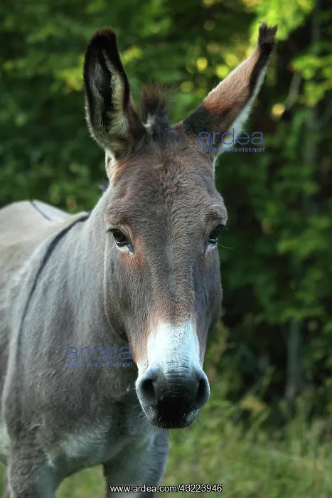 : Portrait of an Ass - France : Portrait of an Ass - France