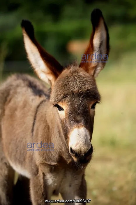  : Portrait of an Ass's Foal in a field