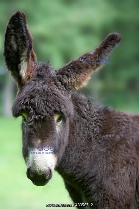 : Portrait of an Ass's foal of Poitou in a meadow France : Portrait of an Ass's foal of Poitou in a meadow France