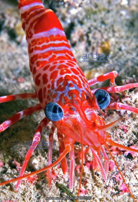  : Portrait of Atlantic dancing shrimp (Cinetorhynchus
