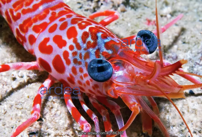 : Portrait of Atlantic dancing shrimp (Cinetorhynchus : Portrait of Atlantic dancing shrimp (Cinetorhynchus