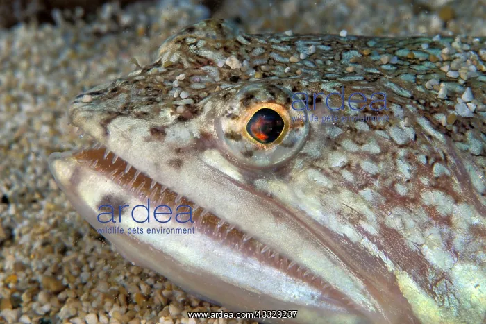 : Portrait of Atlantic lizardfish (Synodus saurus) : Portrait of Atlantic lizardfish (Synodus saurus)