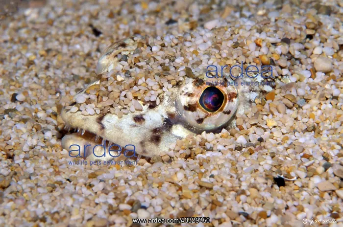 : Portrait of Atlantic lizardfish (Synodus saurus) : Portrait of Atlantic lizardfish (Synodus saurus)