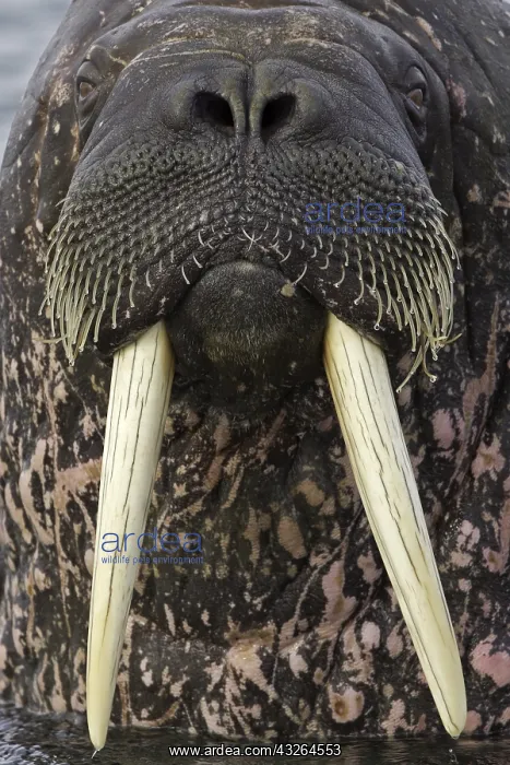 : Portrait of Atlantic walrus (Odobenus rosmarus) : Portrait of Atlantic walrus (Odobenus rosmarus)
