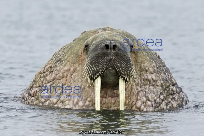 : Portrait of Atlantic walrus (Odobenus rosmarus) : Portrait of Atlantic walrus (Odobenus rosmarus)