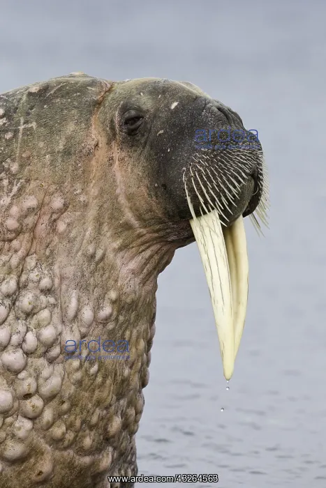 : Portrait of Atlantic walrus (Odobenus rosmarus) : Portrait of Atlantic walrus (Odobenus rosmarus)