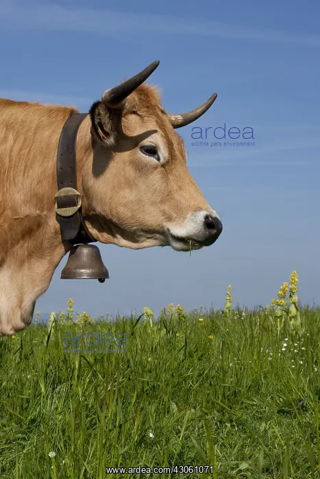 : Portrait of an Aubrac cow in a meadow France : Portrait of an Aubrac cow in a meadow France
