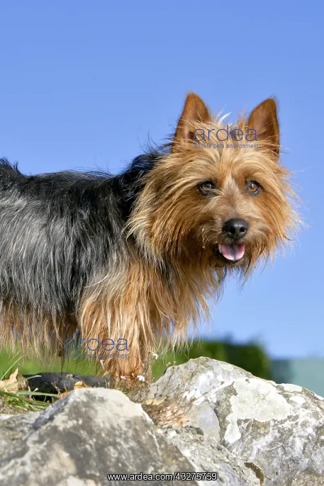 : Portrait of Australian Terrier male standing on : Portrait of Australian Terrier male standing on