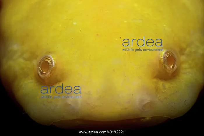 : Portrait of Axolotl (Ambystoma mexicanum) : Portrait of Axolotl (Ambystoma mexicanum)