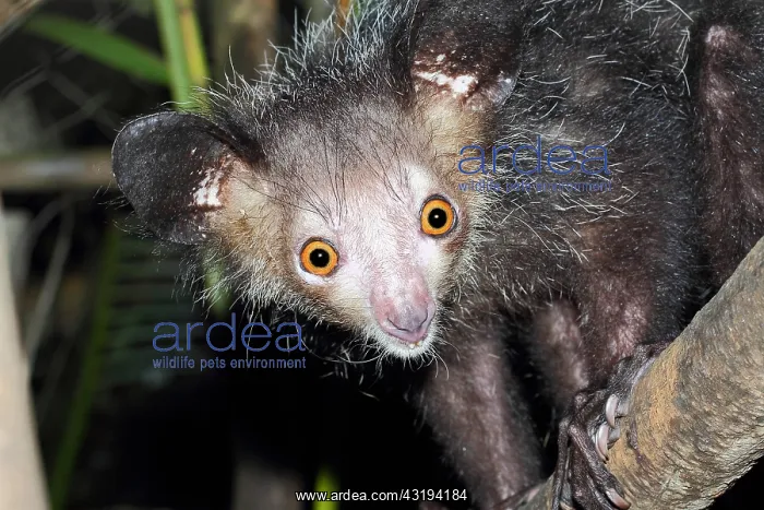  : Portrait of Aye-aye (Daubentonia madagascariensis)